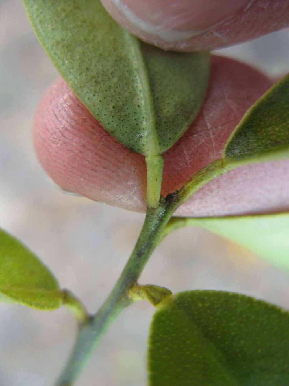              Petiole (Riverside, CA)       